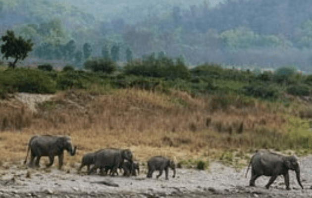 http://jim%20corbett%20national%20park%20dhikala%20zone