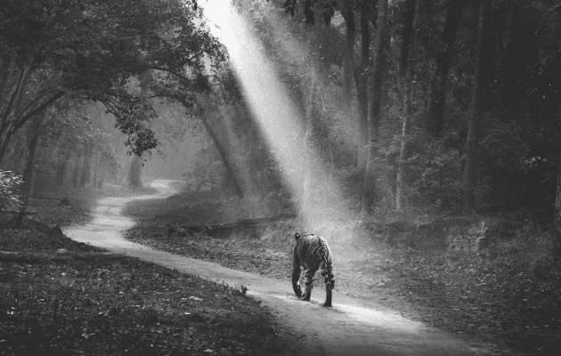 http://pakhro%20gate%20corbett%20tiger%20reserve%20photos