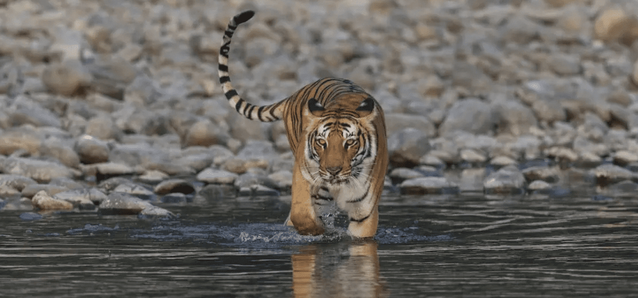 http://dhikala%20zone%20jim%20corbett